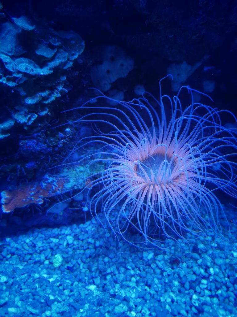 Palma Aquàrium