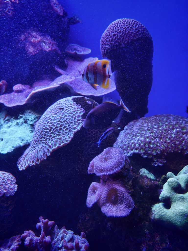 Palma Aquàrium